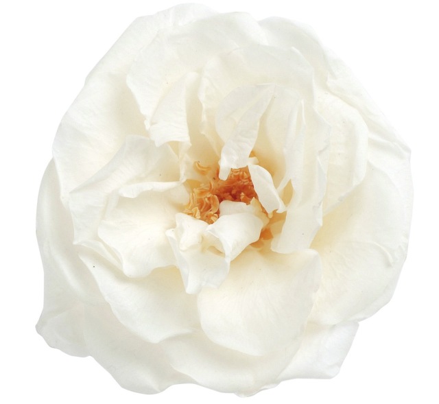 フレンチマリアンヌ　　ピュアホワイト　02412-001