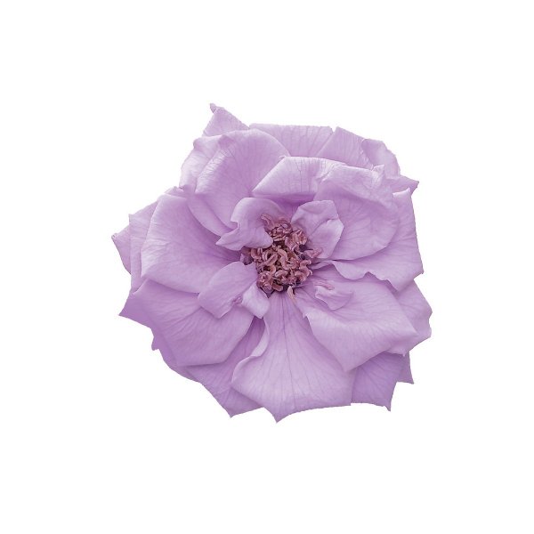 フレンチマリアンヌ　　スウィートライラック　02412-451