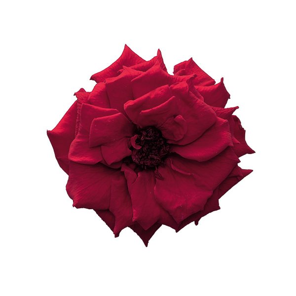 フレンチマリアンヌ　　ワインレッド　02412-471