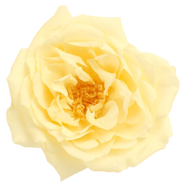 フレンチマリアンヌ　　モーニングイエロー　02412-501