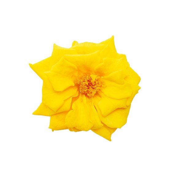 フレンチマリアンヌ　　ミモザイエロー　02412-521