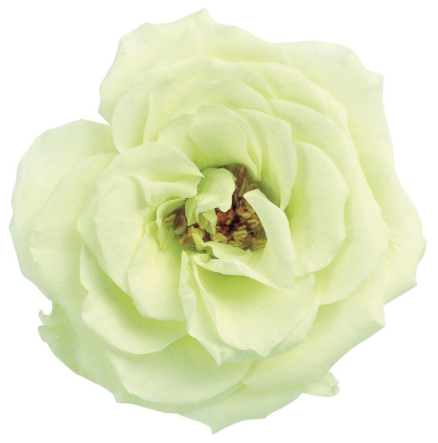 フレンチマリアンヌ　　フレッシュグリーン　02412-701