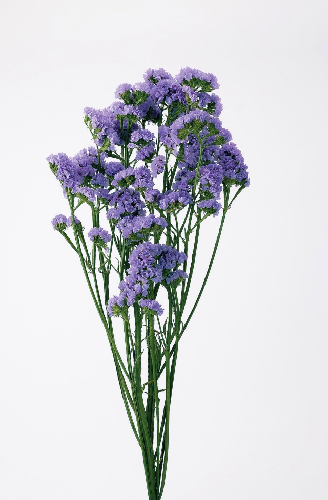 スターチス　パープル　02450-400