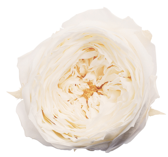 ローズ・てまり　　白　