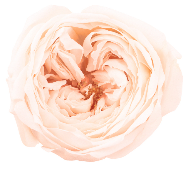 ローズ・てまり　　ホワイトシャンパン　