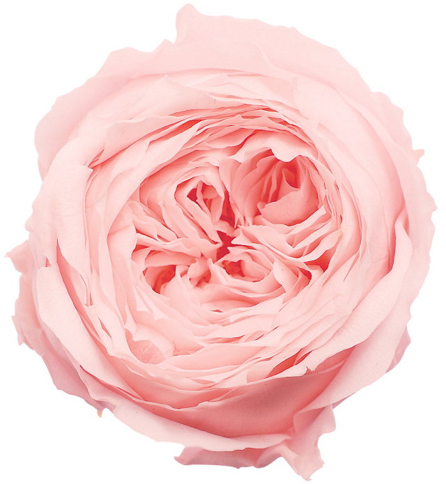 ローズ・てまり　　ブライダルピンク　