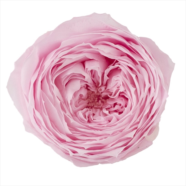 ローズ・てまり　シャーベットピンク　02460-102