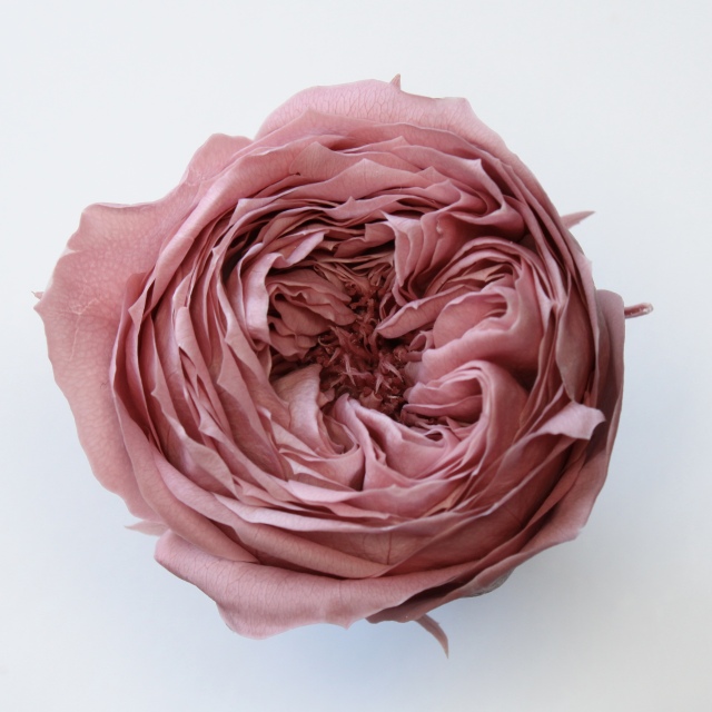 ローズ・てまり　ラシットピンク　02460-173　