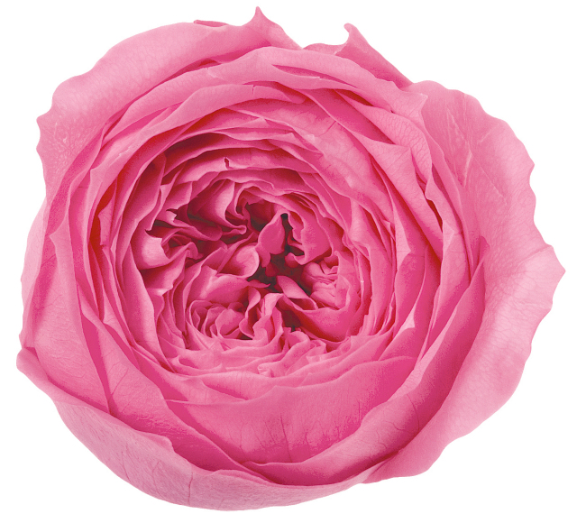 ローズ・てまり　　プリンセスピンク　