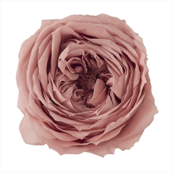 ローズ・てまり　モーブピンク　02460-192