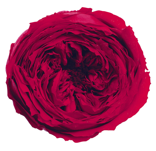 ローズ・てまり　　レッド　