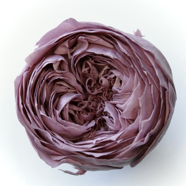 ローズ・てまり ドライフラワー卸売り販売のミルキーウェイ