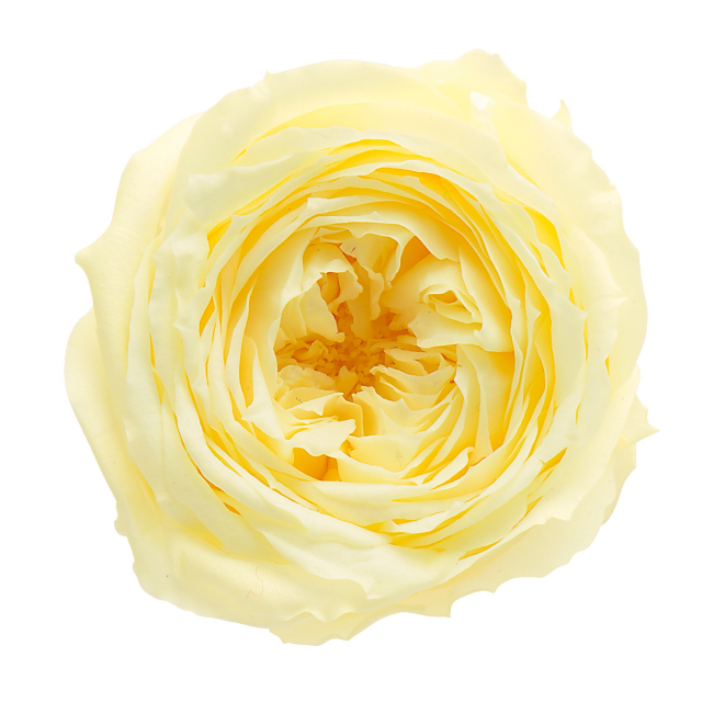 ローズ・てまり　　モーニングイエロー　