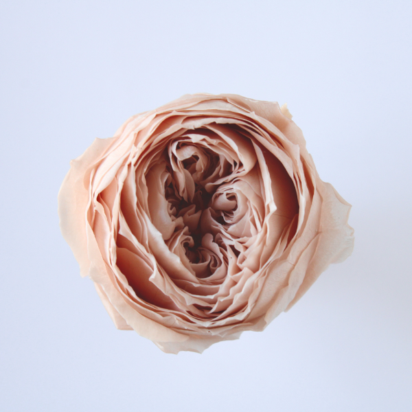 ローズ・てまり ドライフラワー卸売り販売のミルキーウェイ