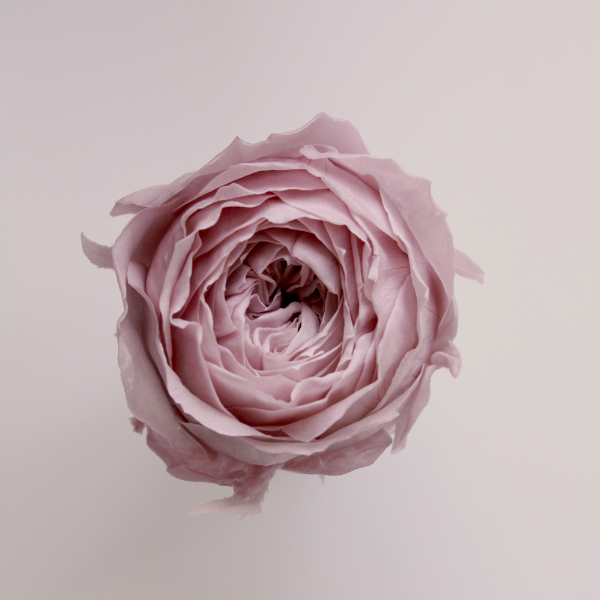 ローズ・てまり　ミスティーローズ　02460-241