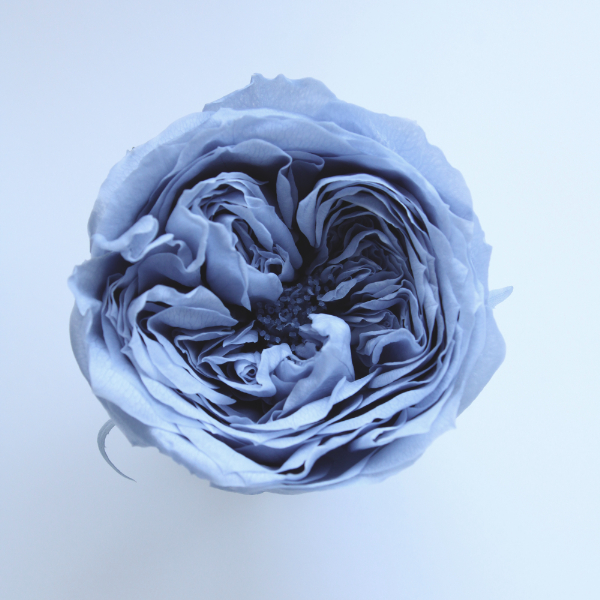 ローズ・てまり　ダスティーブルー　02460-631