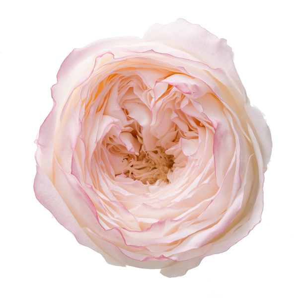 ローズ・てまり・はないろ　ホワイト/ピンク