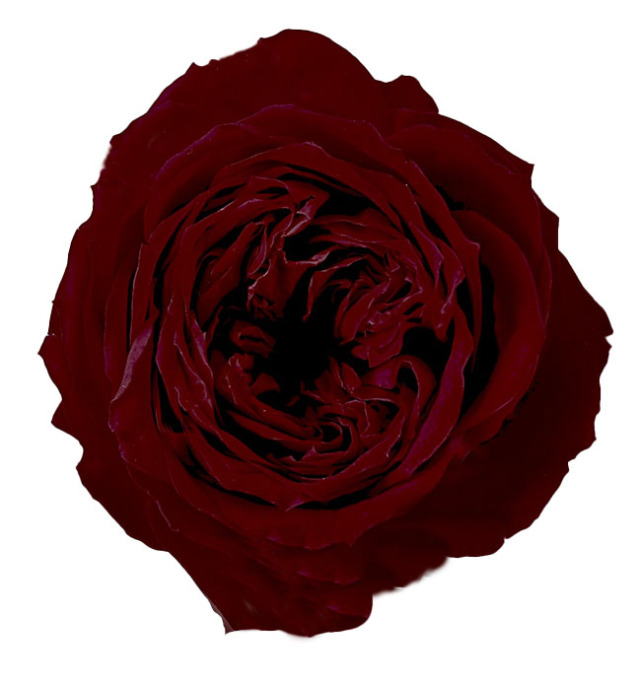 ローズ・エレナ　ワインレッド　02470-471