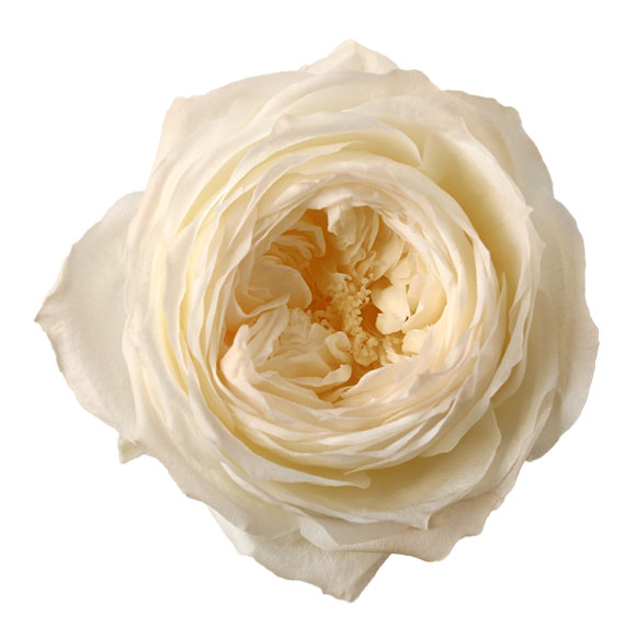 ローズ・エレナ　(グラデーション加工)　ホワイトピーチ　02473-370