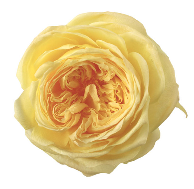 ローズ・エレナ　(グラデーション加工)　ハニーカスタード　02473-500