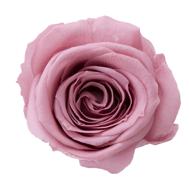 ローズ・サラ　ラシットピンク　02580-173