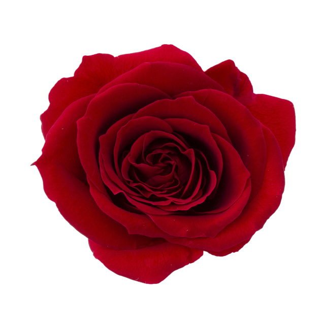 ローズ・サラ　ワインレッド　02580-471