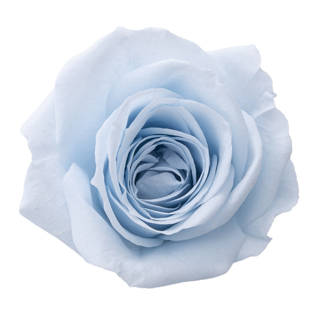 ローズ・サラ　ベビーブルー　02580-621