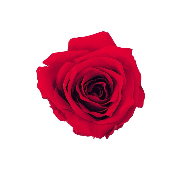 プチシャーロット　レッド　02591-321