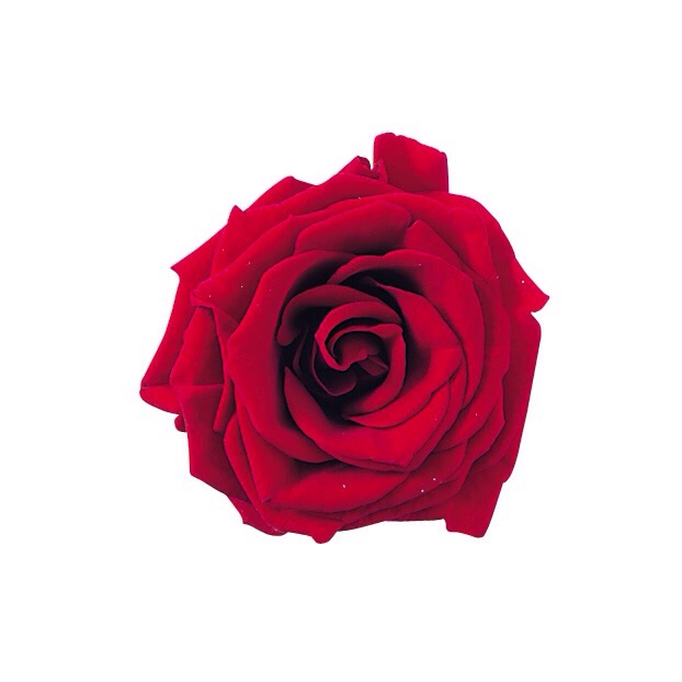 プチシャーロット　クイーンレッド　02591-331