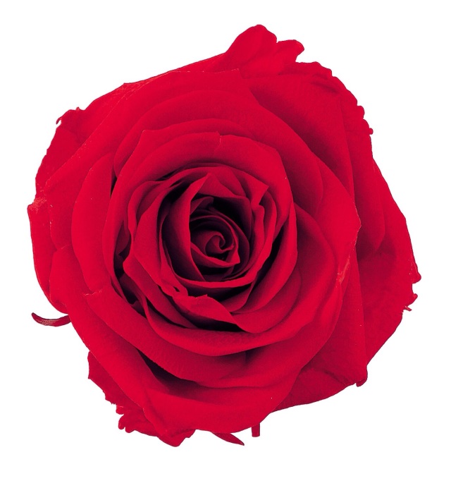 シャーロット　レッド　02592-321