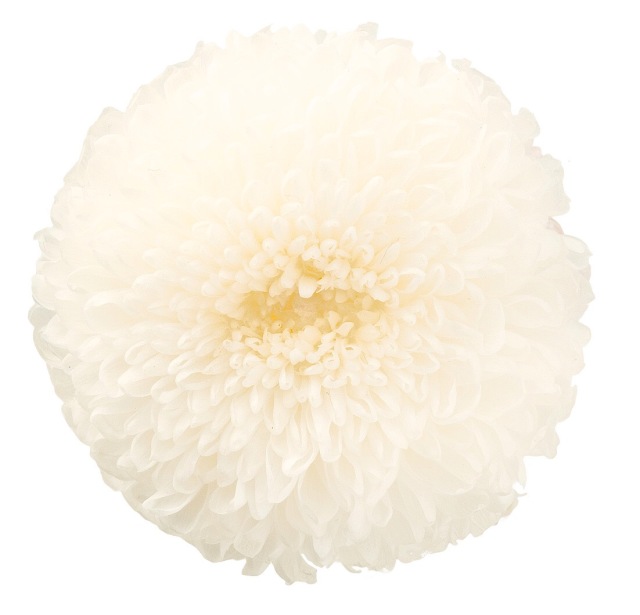 ポンポン菊・大　　白