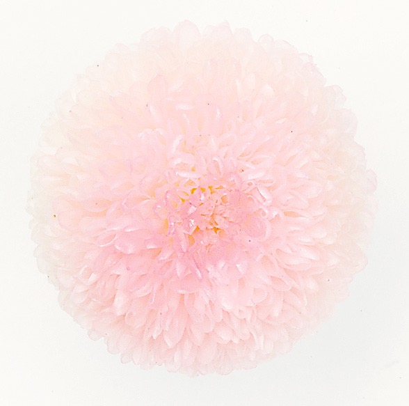 ポンポン菊・ミディー　　ホワイトピンク　02646-103