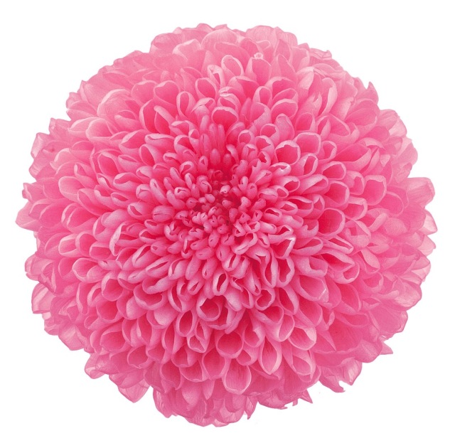 ポンポン菊・大　　ももいろ