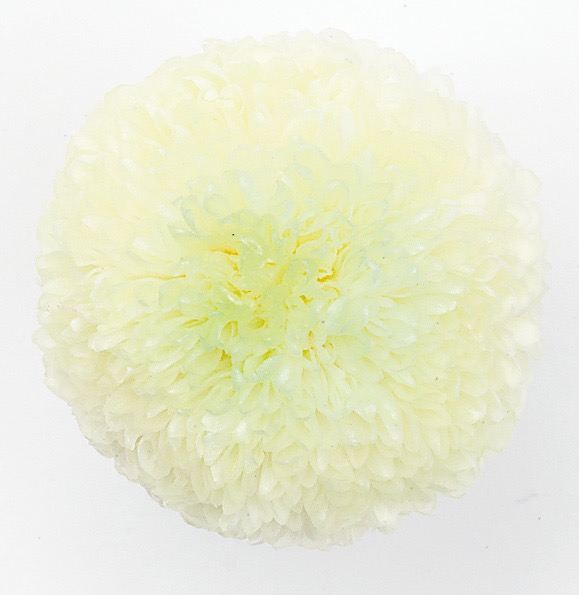 ポンポン菊・ミディー　　ホワイトグリーン　02646-703