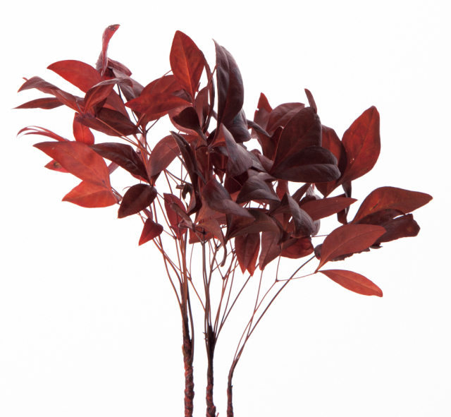 おかめ南天　レッド　02660-300