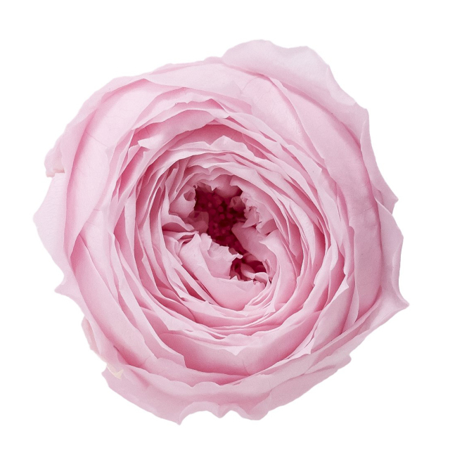 ローズ・ココット　シャーベットピンク　02730-102