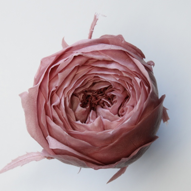 ローズ・ココット　ラシットピンク　02730-173