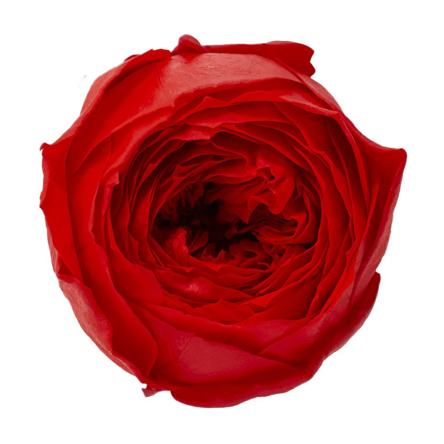 ローズ・ココット　レッド　02730-321