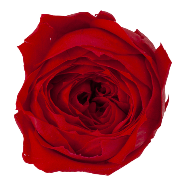 ローズ・ココット　クイーンレッド　02730-331