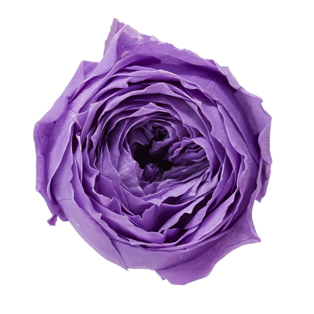 ローズ・ココット　ラベンダー　02730-411