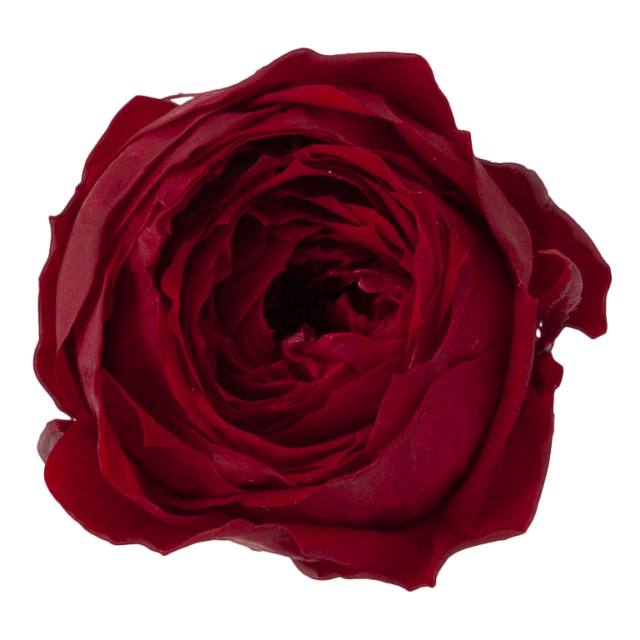 ローズ・ココット　ワインレッド　02730-471