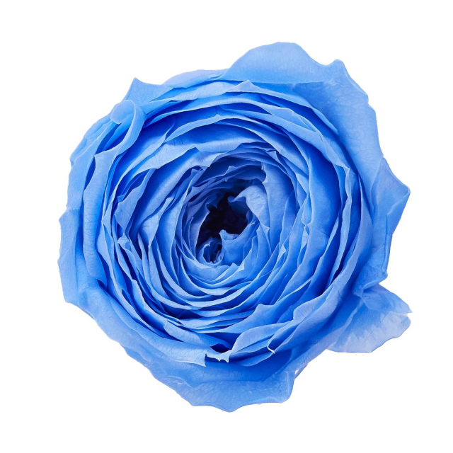 ローズ・ココット　ソーダブルー　02730-651