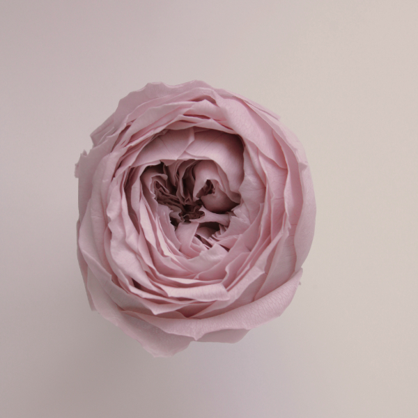 ローズ・ココット　ミスティーローズ　02730-241