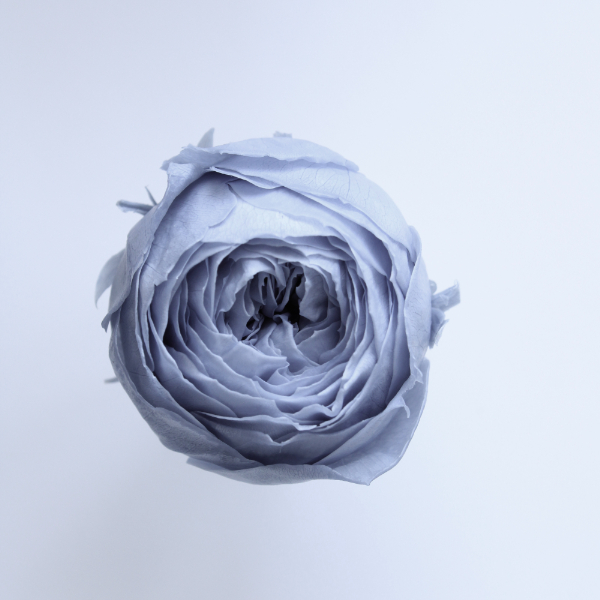 ローズ・ココット　ダスティーブルー　02730-631