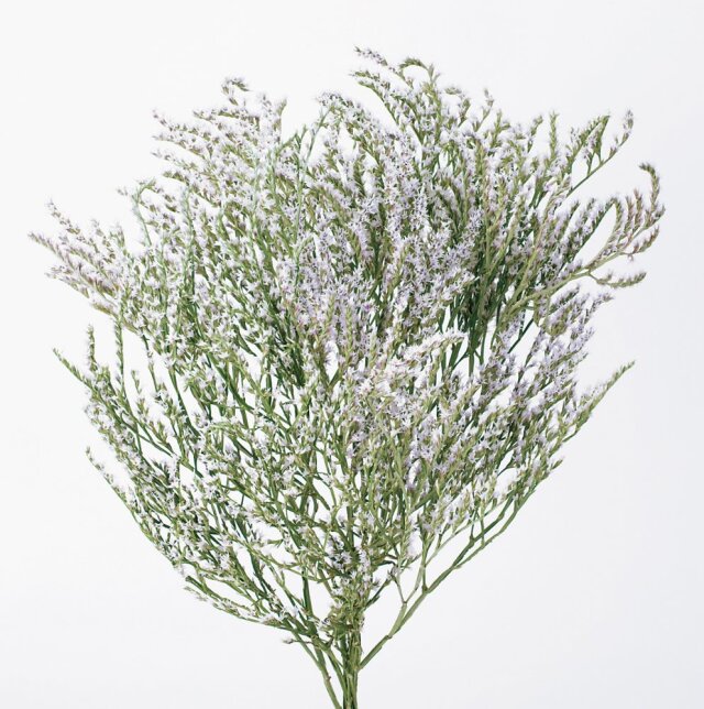 タタリカ・N 国産　03190-000