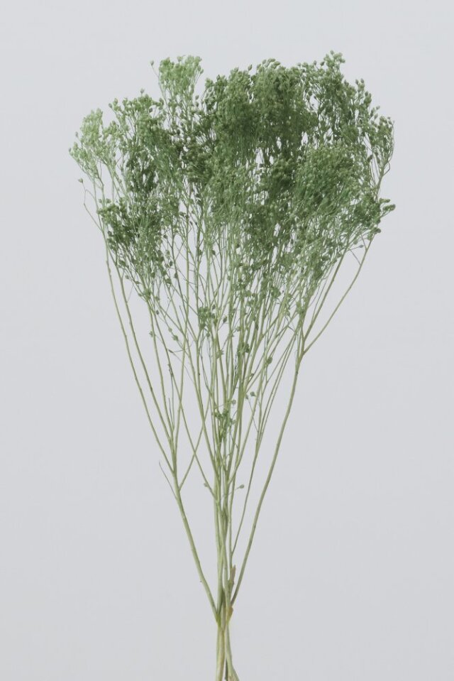 モリソニア　コバルトグリーン　03300-761