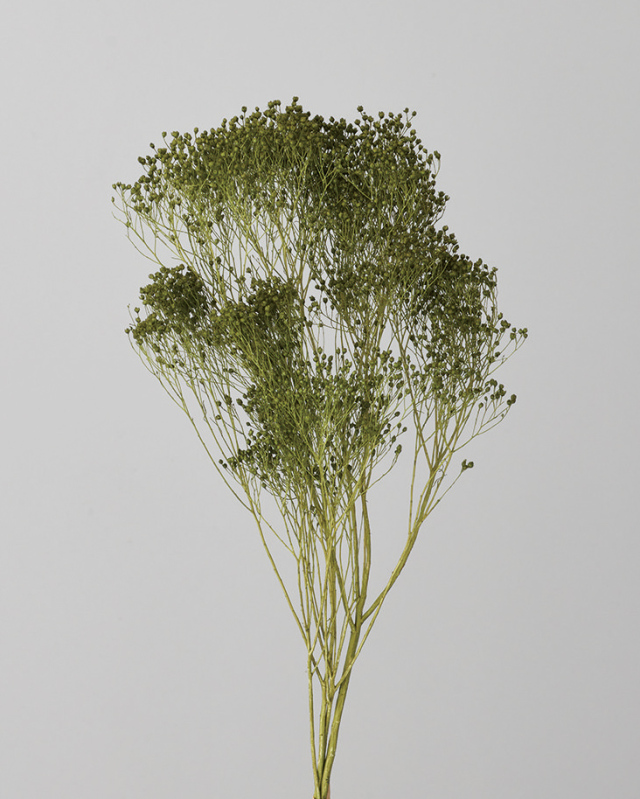 モリソニア　スプリンググリーン　03300-781　メーカー廃盤セール60％ＯＦＦ