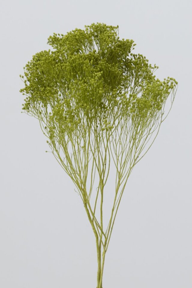 モリソニア　グラスグリーン　03300-791