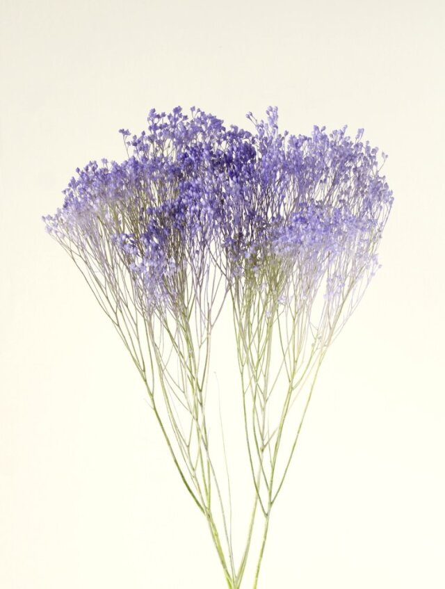 モリソニア　プリザーブド　パープル/グリーン　03305-470