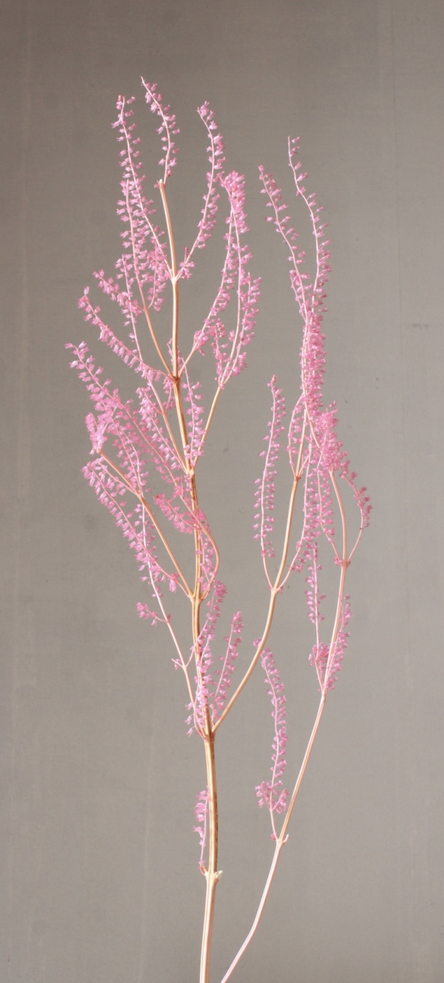 リトルベル　ストロベリー　03400-221